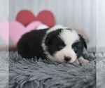 Small #4 Miniature Australian Shepherd