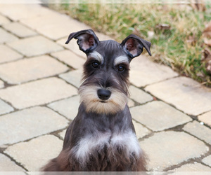 Schnauzer (Miniature) Puppy for sale in SYRACUSE, IN, USA