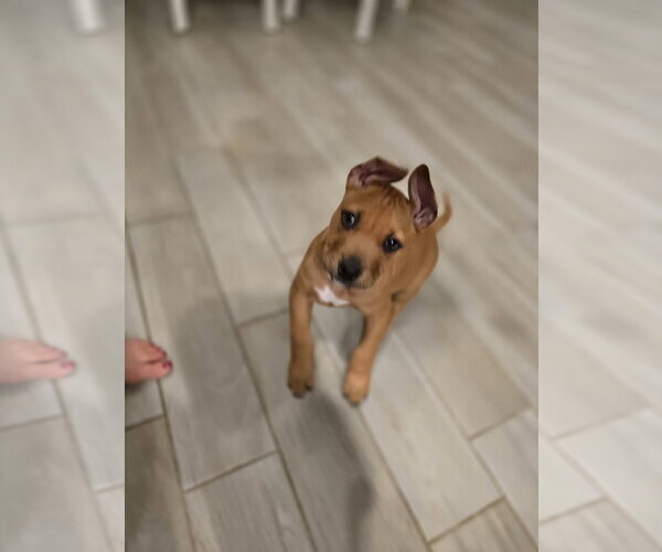 Medium Photo #3 Black Mouth Cur-Unknown Mix Puppy For Sale in The Woodlands, TX, USA