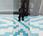 Small #4 Great Dane-Labrador Retriever Mix