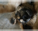 Small Photo #4 Tibetan Mastiff Puppy For Sale in DECKER PR, TX, USA