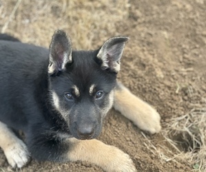 Alaskan Malamute-German Shepherd Dog Mix Puppy for sale in SILVERTON, OR, USA