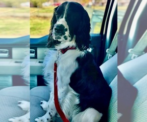 Father of the English Springer Spaniel puppies born on 05/11/2025