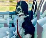 Small Photo #1 English Springer Spaniel Puppy For Sale in WICHITA, KS, USA