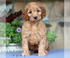 Cavapoo Puppy for sale in EAST EARL, PA, USA