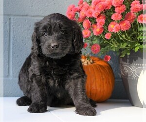 Newfypoo Puppy for sale in FREDERICKSBG, OH, USA