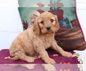 Cavalier King Charles Spaniel-Goldendoodle Mix Puppy for sale in SHILOH, OH, USA