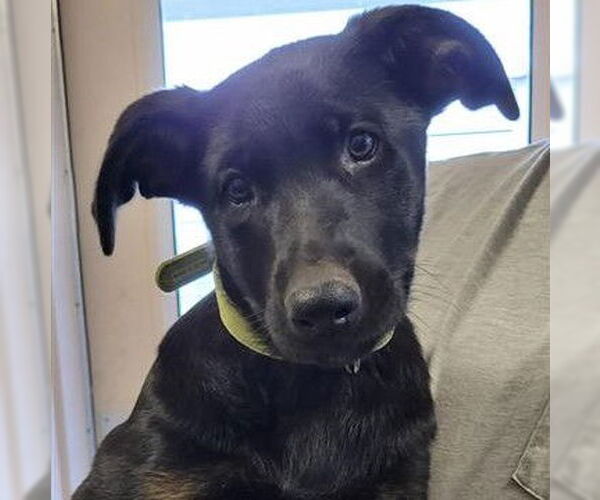 Medium Photo #1 German Shepherd Dog-Unknown Mix Puppy For Sale in San Antonio, TX, USA