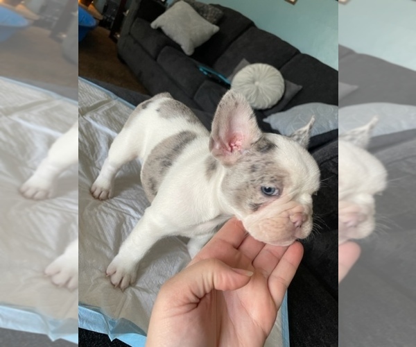 Medium Photo #4 French Bulldog Puppy For Sale in ANTIOCH, CA, USA