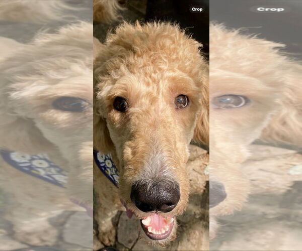 Medium Photo #1 Labradoodle Puppy For Sale in Maryville, TN, USA