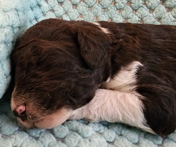 Medium Photo #34 Poodle (Standard) Puppy For Sale in CLAYTON, WA, USA