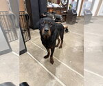 Small #6 Rottweiler