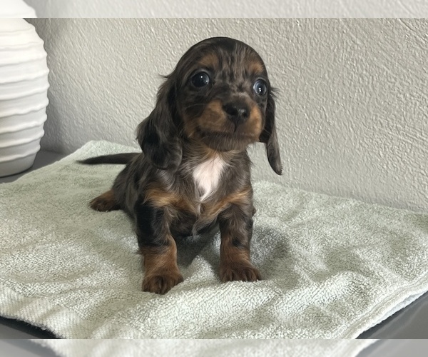 Medium Photo #6 Dachshund Puppy For Sale in NILES, MI, USA