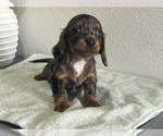Small #5 Dachshund