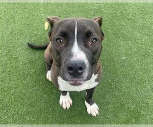 Mutt Dogs for adoption in Martinez, CA, USA