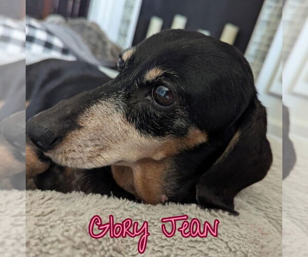 Medium Photo #6 Dachshund Puppy For Sale in San Antonio, TX, USA