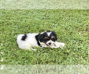 Zuchon Puppy for sale in MOUNT PLEASANT, MI, USA