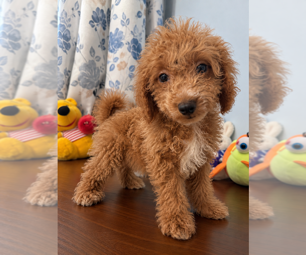 Medium Photo #8 Havapoo Puppy For Sale in DURHAM, CT, USA