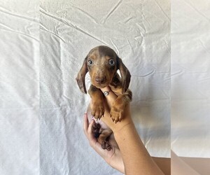 Medium Dachshund