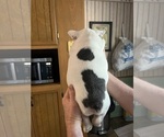 Small #2 French Bulldog