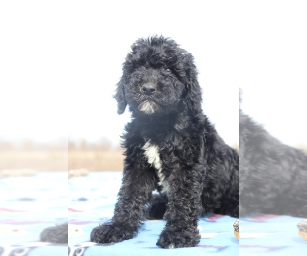 Medium Photo #14 Goldendoodle Puppy For Sale in UNION CITY, TN, USA