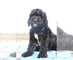 Small Photo #14 Goldendoodle Puppy For Sale in UNION CITY, TN, USA
