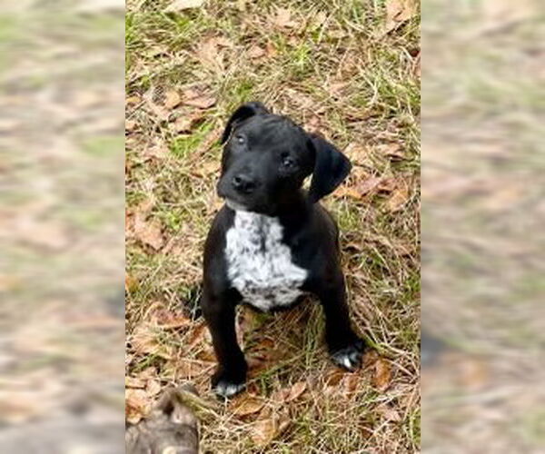 Medium Photo #1 American Pit Bull Terrier-Unknown Mix Puppy For Sale in Slidell, LA, USA