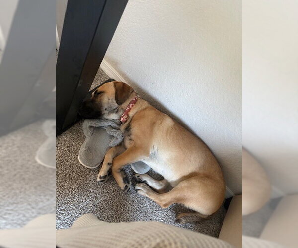 Medium Photo #4 Black Mouth Cur-Unknown Mix Puppy For Sale in Lakewood, CO, USA