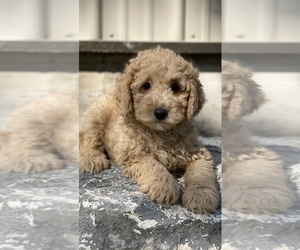 Poodle (Toy) Puppy for sale in CANOGA, NY, USA