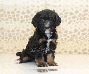 Miniature Bernedoodle Puppy for sale in DENVER, PA, USA