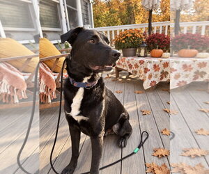 Ernie - Male Labrador Retriever-Unknown Mix Dog for Adoption - Photo #9