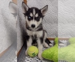 Small Photo #5 Siberian Husky Puppy For Sale in MOUNT AYR, IA, USA