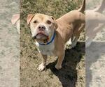 Small #1 Bulldog Mix