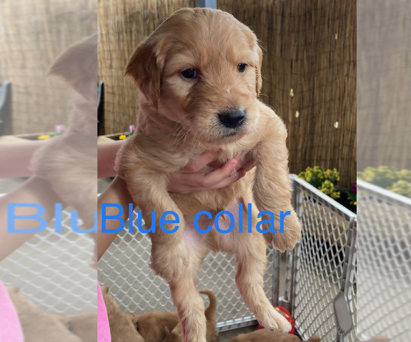 Medium Photo #9 Goldendoodle Puppy For Sale in MODESTO, CA, USA