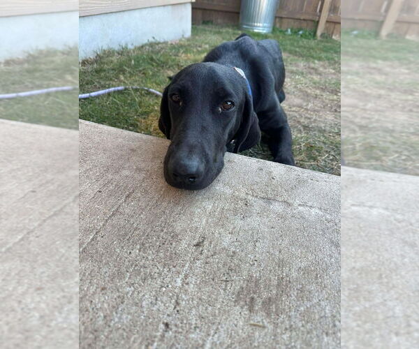 Medium Photo #2 Great Dane Puppy For Sale in Bullard, TX, USA