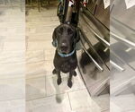 Small Photo #11 Great Dane-Labrador Retriever Mix Puppy For Sale in Bullard, TX, USA