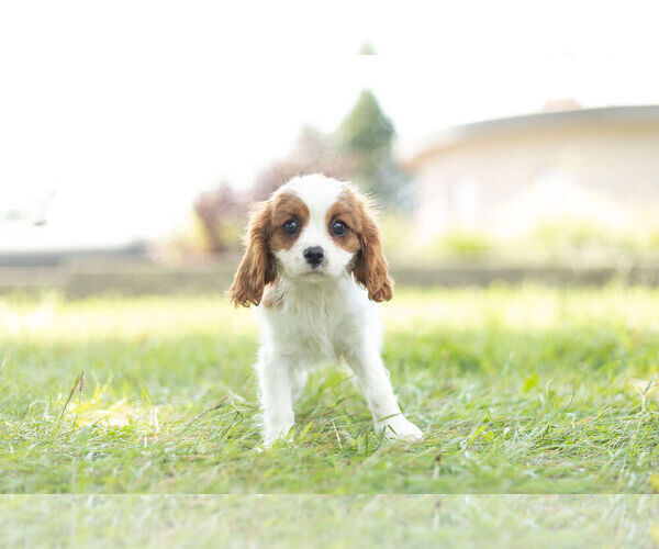 Medium Photo #3 Cavalier King Charles Spaniel Puppy For Sale in WARSAW, IN, USA