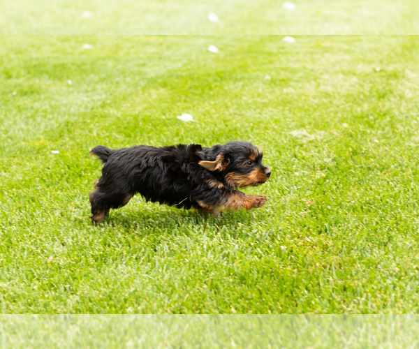 Medium Photo #3 Yorkshire Terrier Puppy For Sale in NAPPANEE, IN, USA