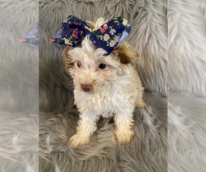 Pomeranian-Poodle (Toy) Mix Puppy for sale in BEECH GROVE, IN, USA