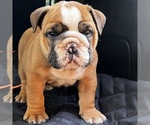Small Photo #28 Bulldog Puppy For Sale in STOCKBRIDGE, GA, USA