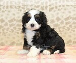 Small #3 Miniature Bernedoodle