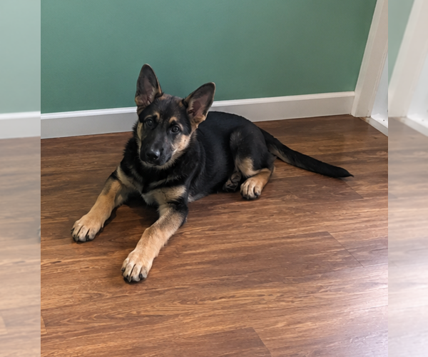 Medium Photo #1 German Shepherd Dog Puppy For Sale in COPLAY, PA, USA