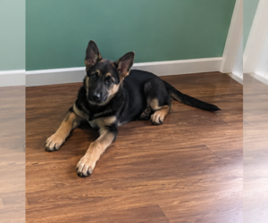 German Shepherd Dog Puppy for sale in COPLAY, PA, USA