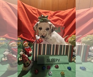 Dalmatian Puppy for sale in FRANKLIN, KY, USA