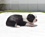 Small #3 Shih Aussie