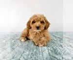 Small #2 Cavapoo (Miniature)