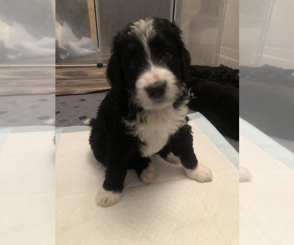 Medium Photo #22 Bernedoodle Puppy For Sale in MIAMISBURG, OH, USA
