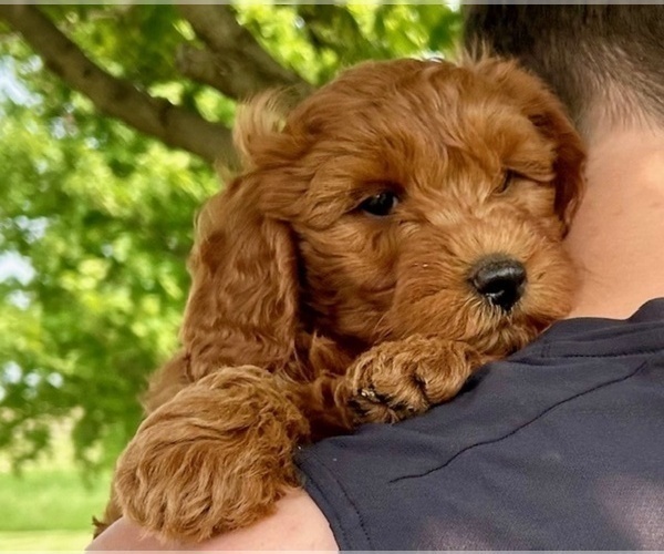 Medium Photo #4 Goldendoodle (Miniature) Puppy For Sale in HULL, IA, USA