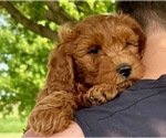 Small #3 Goldendoodle (Miniature)