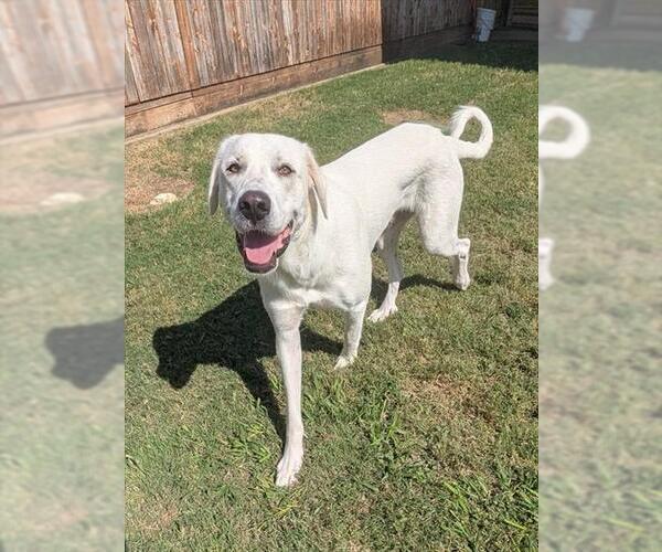 Medium Photo #1 Great Pyrenees-Unknown Mix Puppy For Sale in Plano, TX, USA